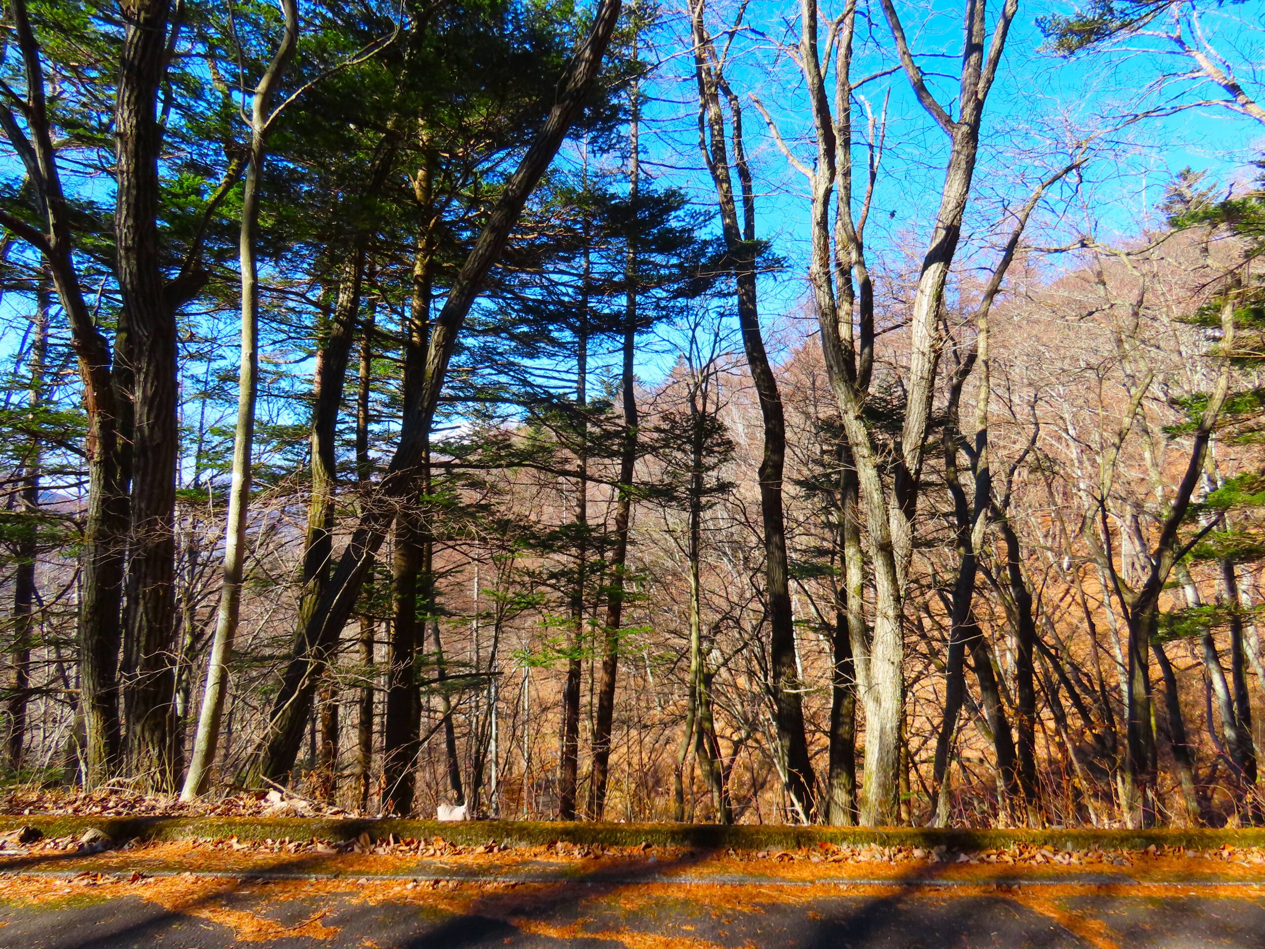 せせらぎの森 区画：338